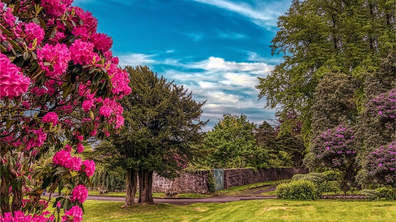 Garden with rhododendron bush