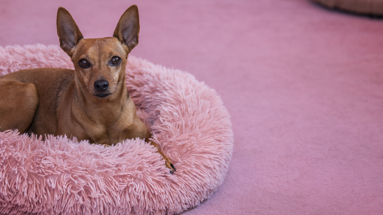 A dog on a pink carpet 