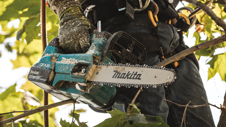 chainsaw cutting felled wood