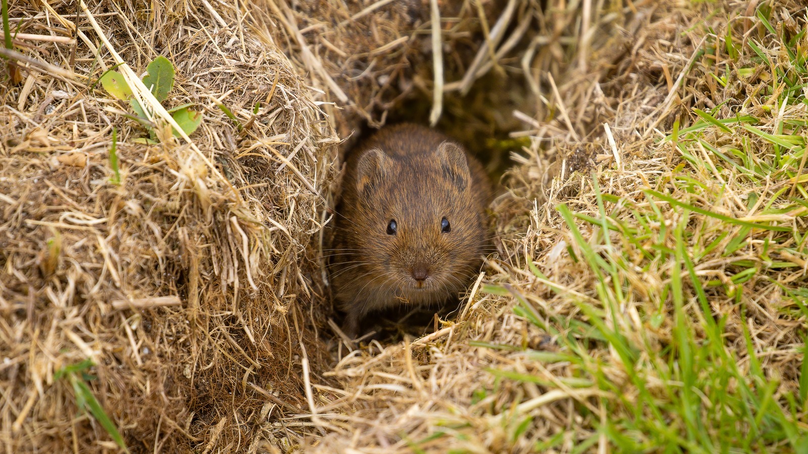 garden cleanup: targeting mice and voles - A Way To Garden