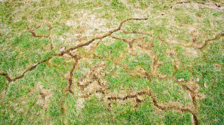 lawn damaged by voles
