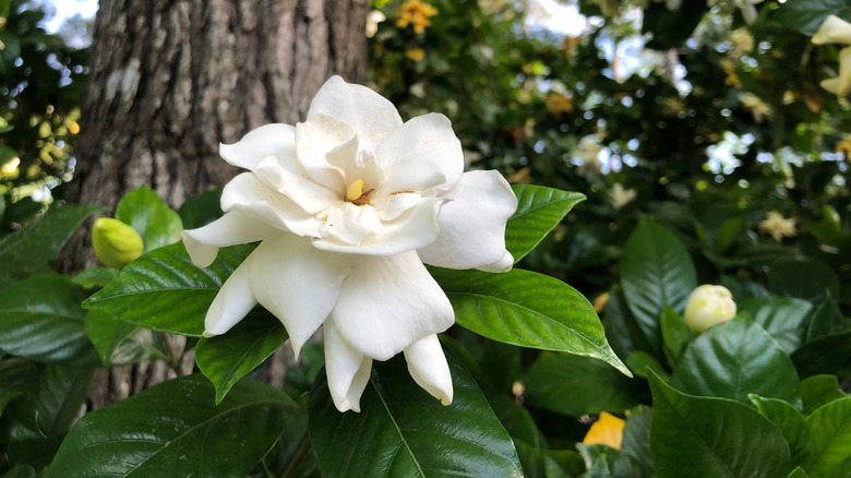 gardenia flower