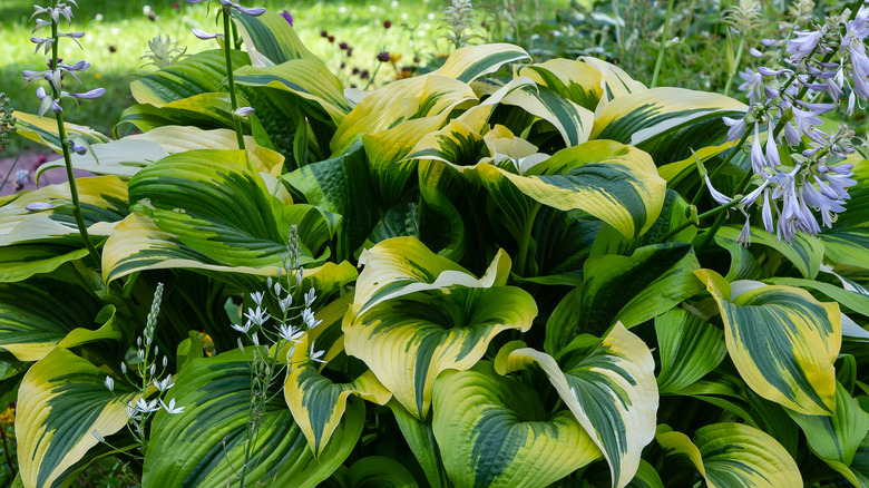 green hosta bush