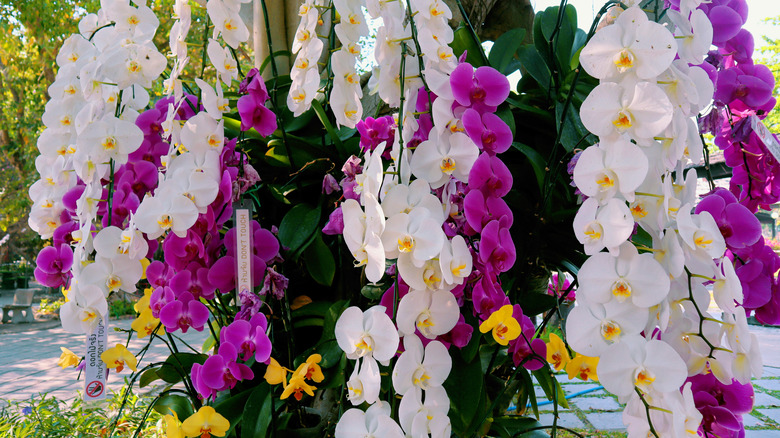 orchids in garden