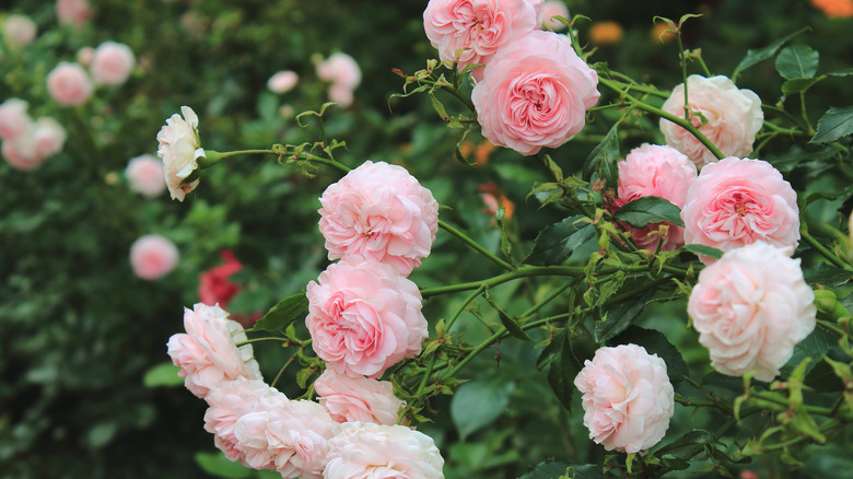 small pink roses on bush