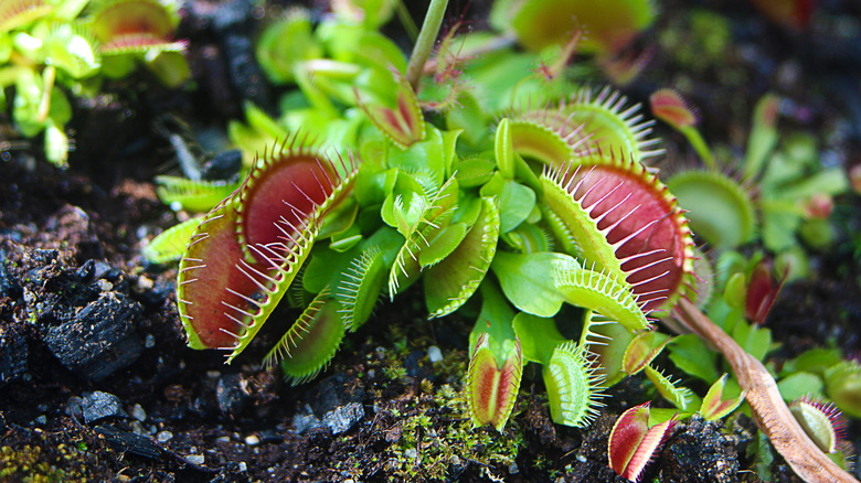 Venus flytrap