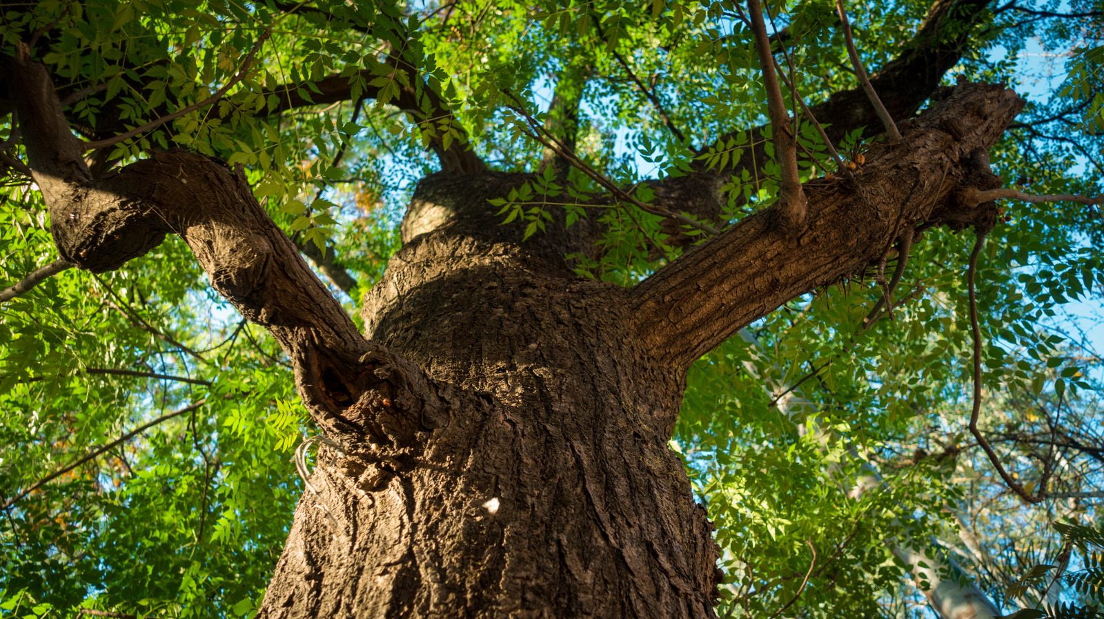 These Are The Places In The U.S. Where Neem Trees Can Thrive