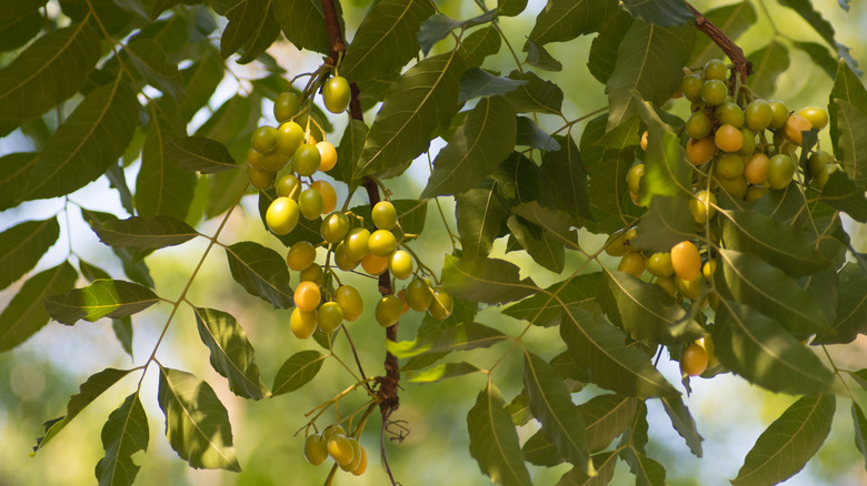 fruits hanging from neem branches