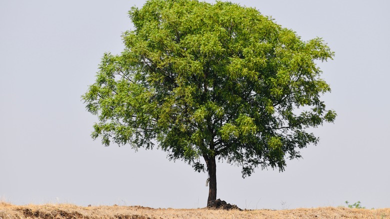 neem tree standing in desert