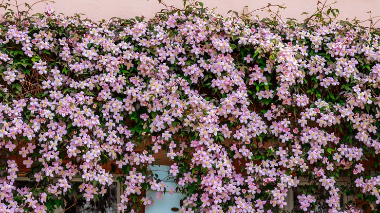 clematis hanging on trellis