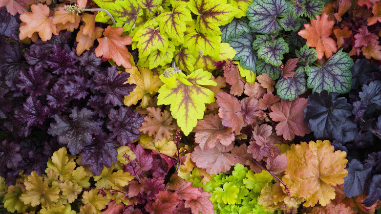 heuchera