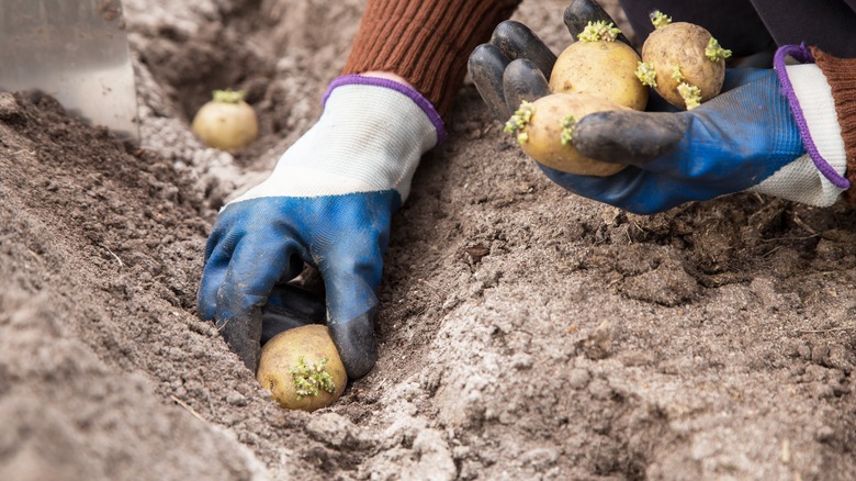 Planting seed potatoes