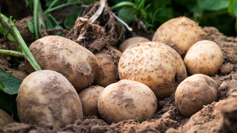 Planting potatoes