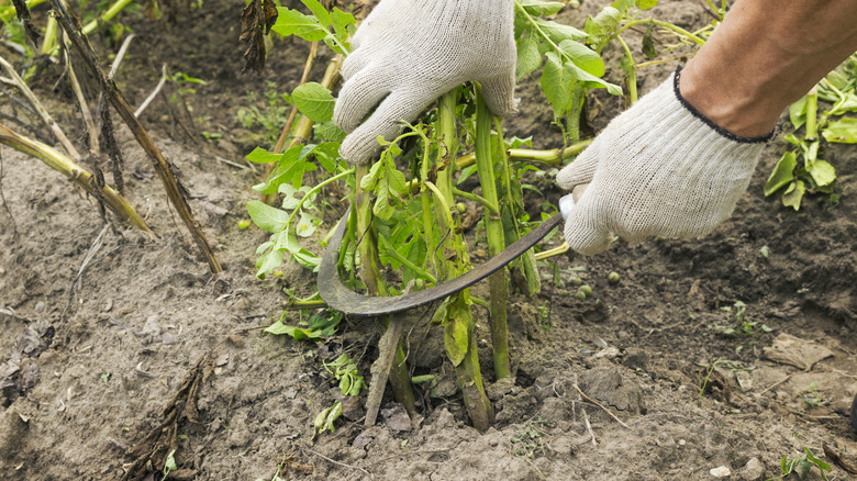 Removing potato tops