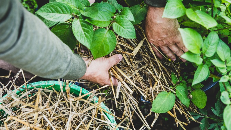 Covering potato plants with straw