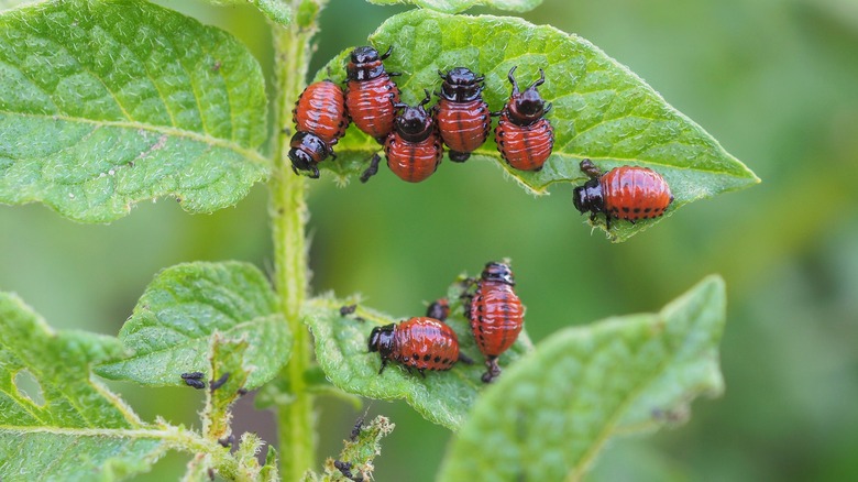 Potato beetles eating plant leaf