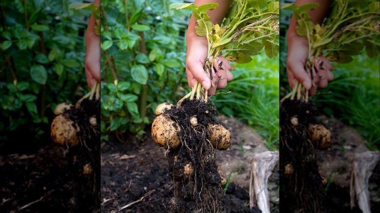 Harvesting potatoes