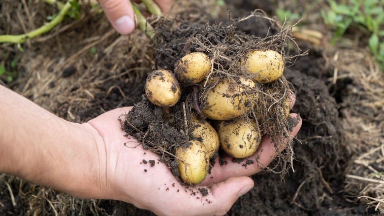 Poor potato harvest