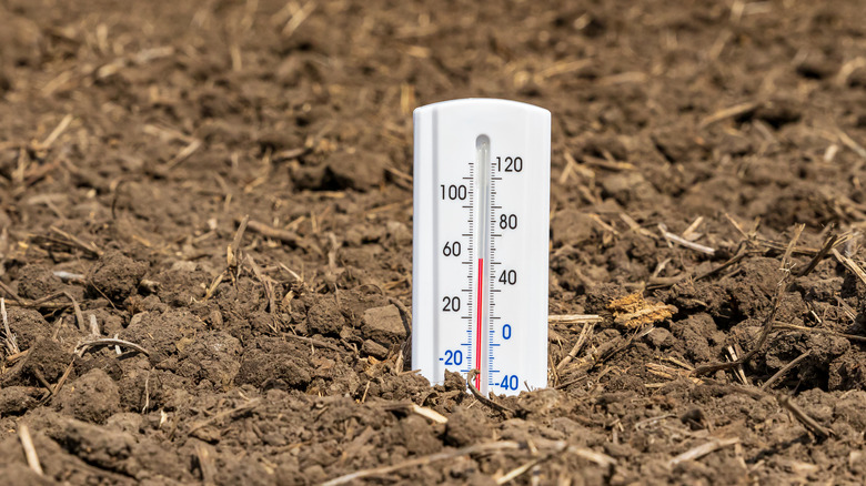Thermometer in soil