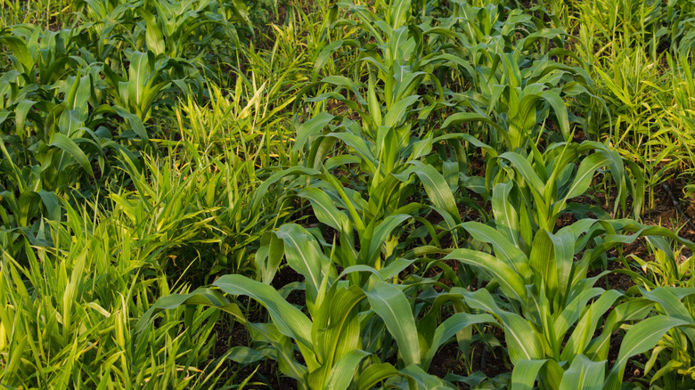Intercropping in field