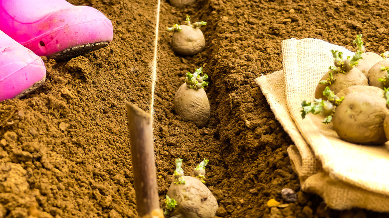 Planting chitted potatoes