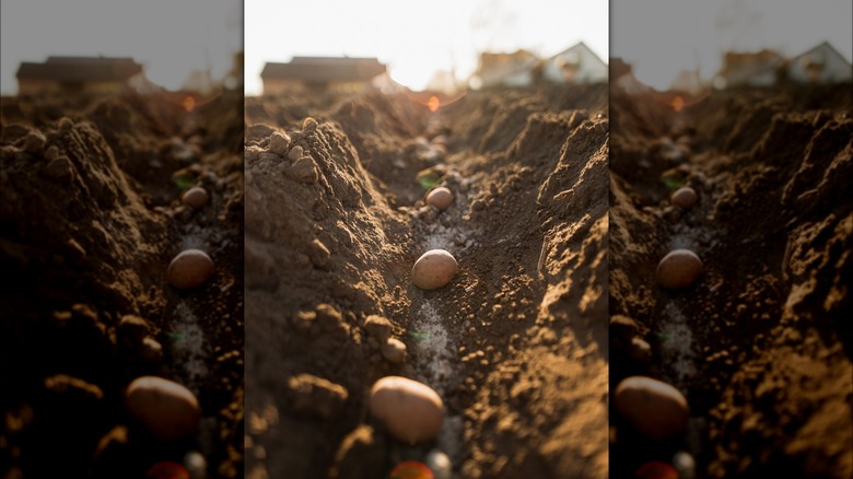 Potatoes in trench