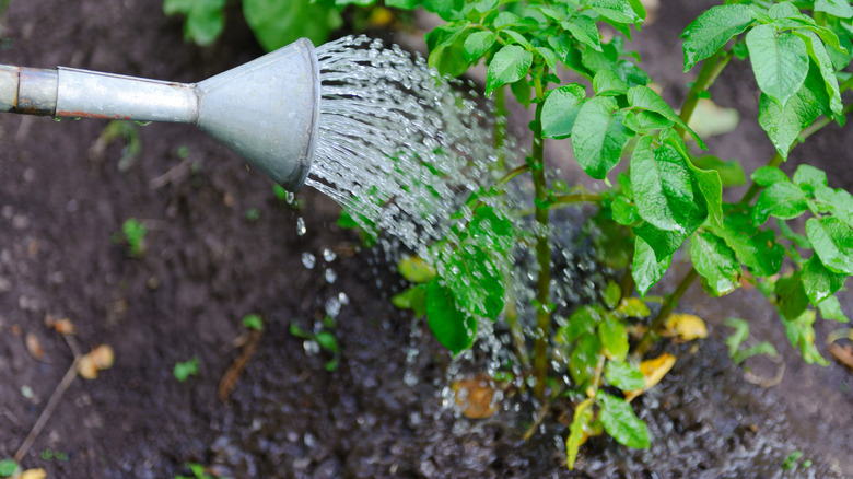 Watering planted potatoes