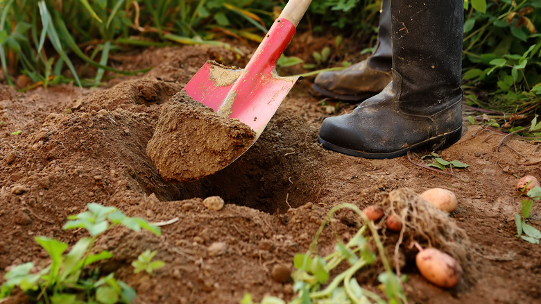 Digging potatoes