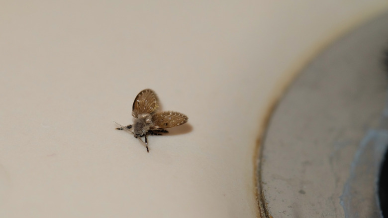 drain fly on sink