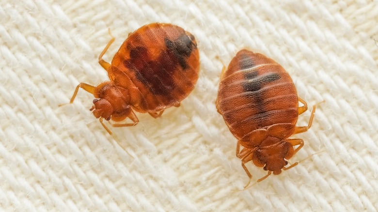 two bedbugs on cloth