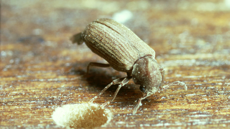 a beetle on wood