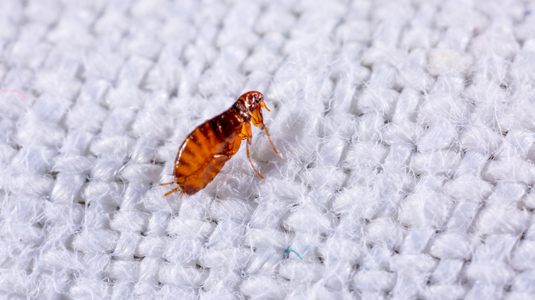 a flea on white fabric