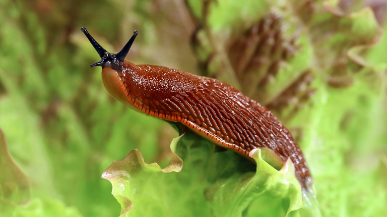 a slug on lettuce