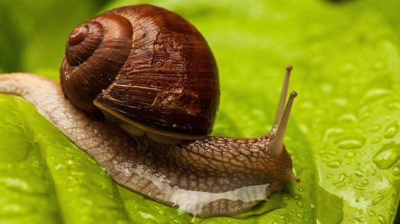 snail on a wet leaf