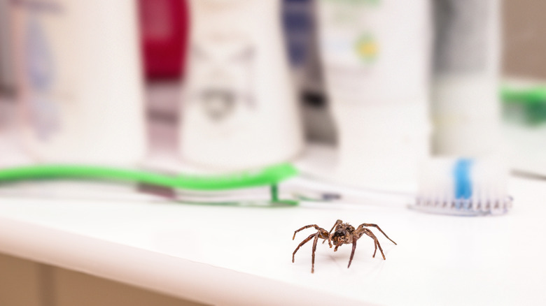spider on a countertop