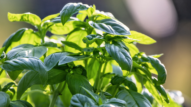 Basil plants in garden.