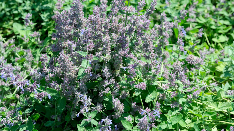 Catmint plant in bloom.