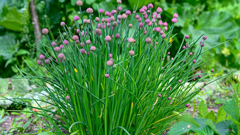 Chives in garden with purple buds.