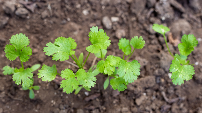 Cilantro (coriander) growing in garden.