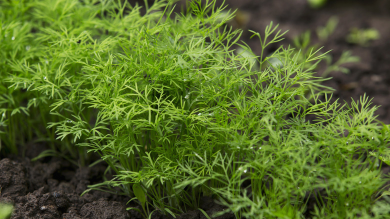 Dill plants in garden.