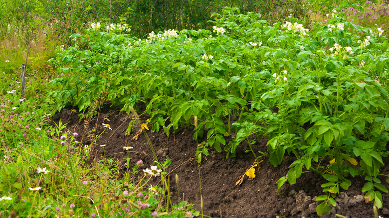 Potato plants in a garden row.