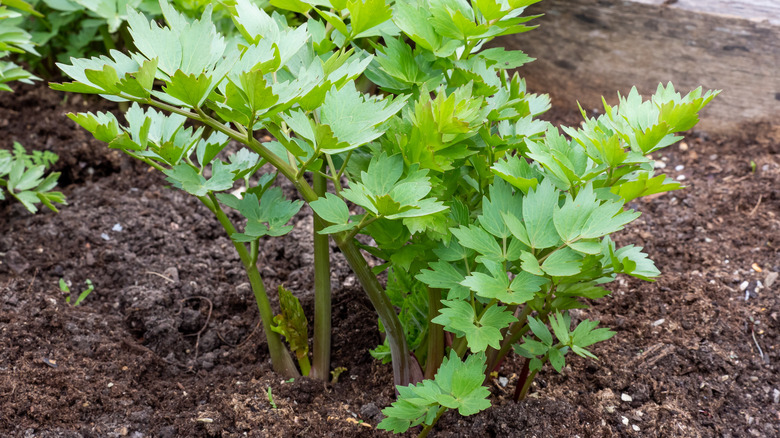 Lovage growing in garden.