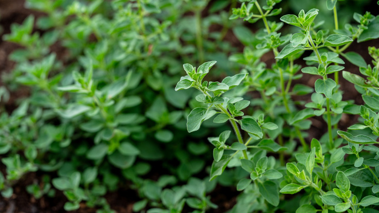 Marjoram plant in a garden.