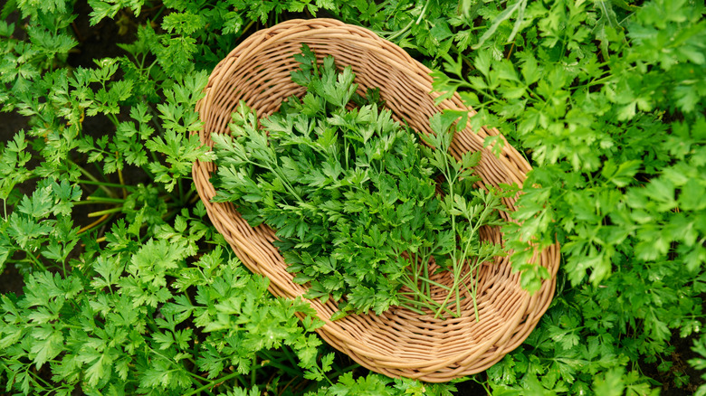 Parsley in a woven basket in garden.