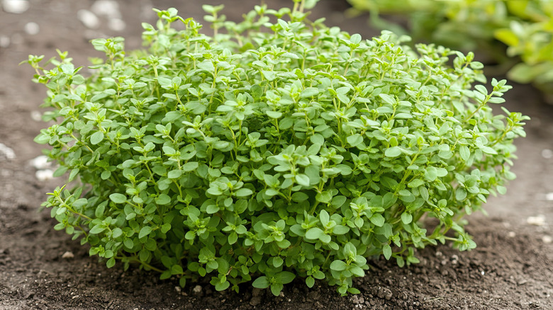 Thyme plant in garden.