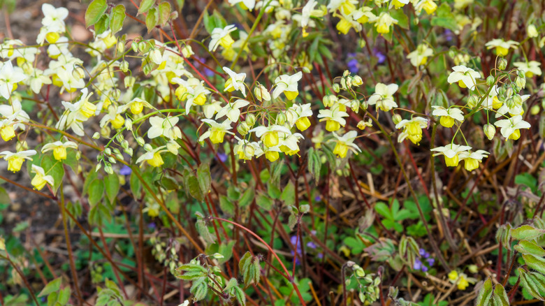 Barrenswort groundcover bloomed with tiny white and yellow flowers