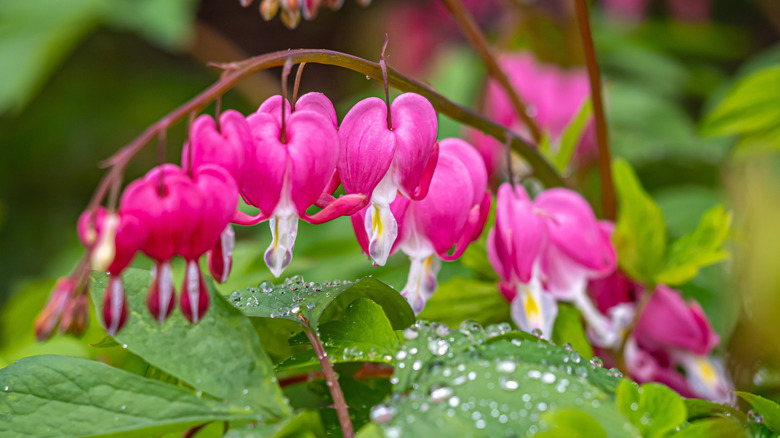 A close up picture of dark pink bleeding heart blooms over green leaves with water droplets.