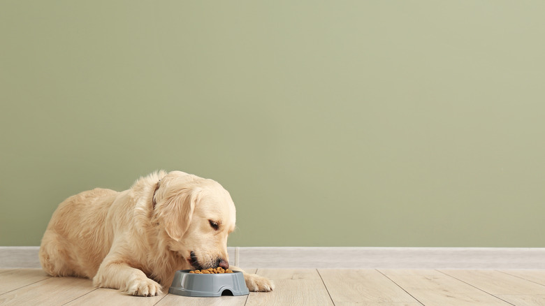 dog eating by green wall