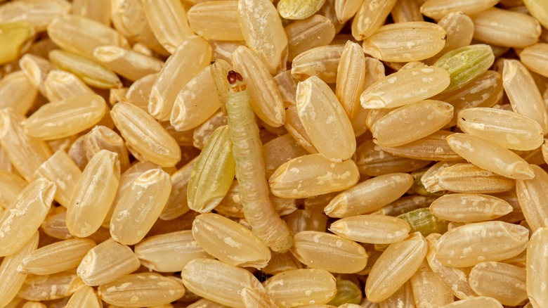 indian meal moth in grain