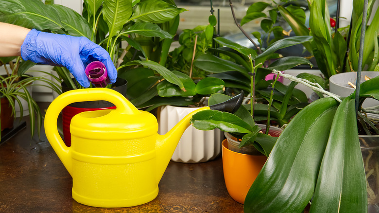 diluting fertilizer in watering can